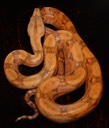 L1 Blood Male